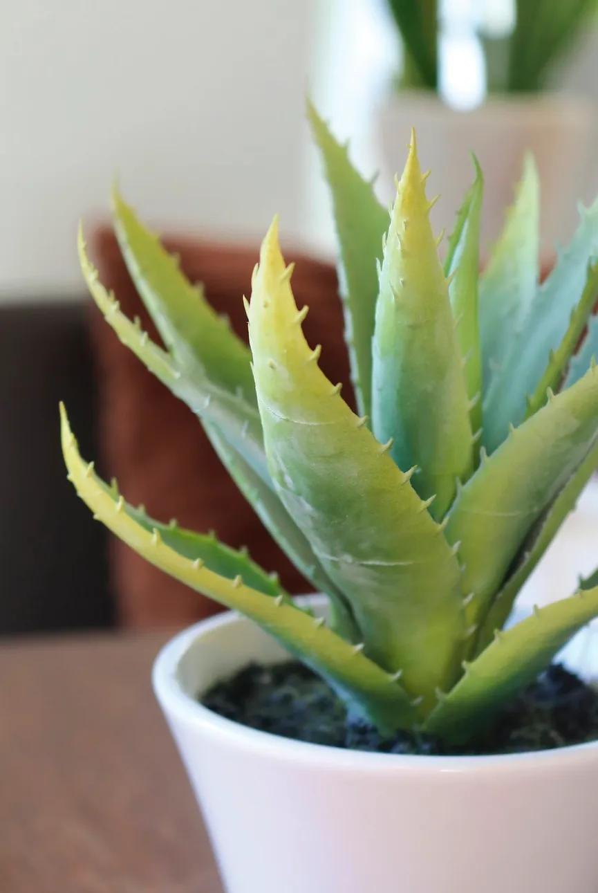Aloe grün detail
