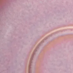 Coral material_farbe