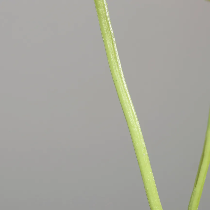Päonie apricot detail