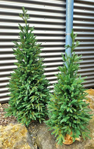 Weihnachtsbaum