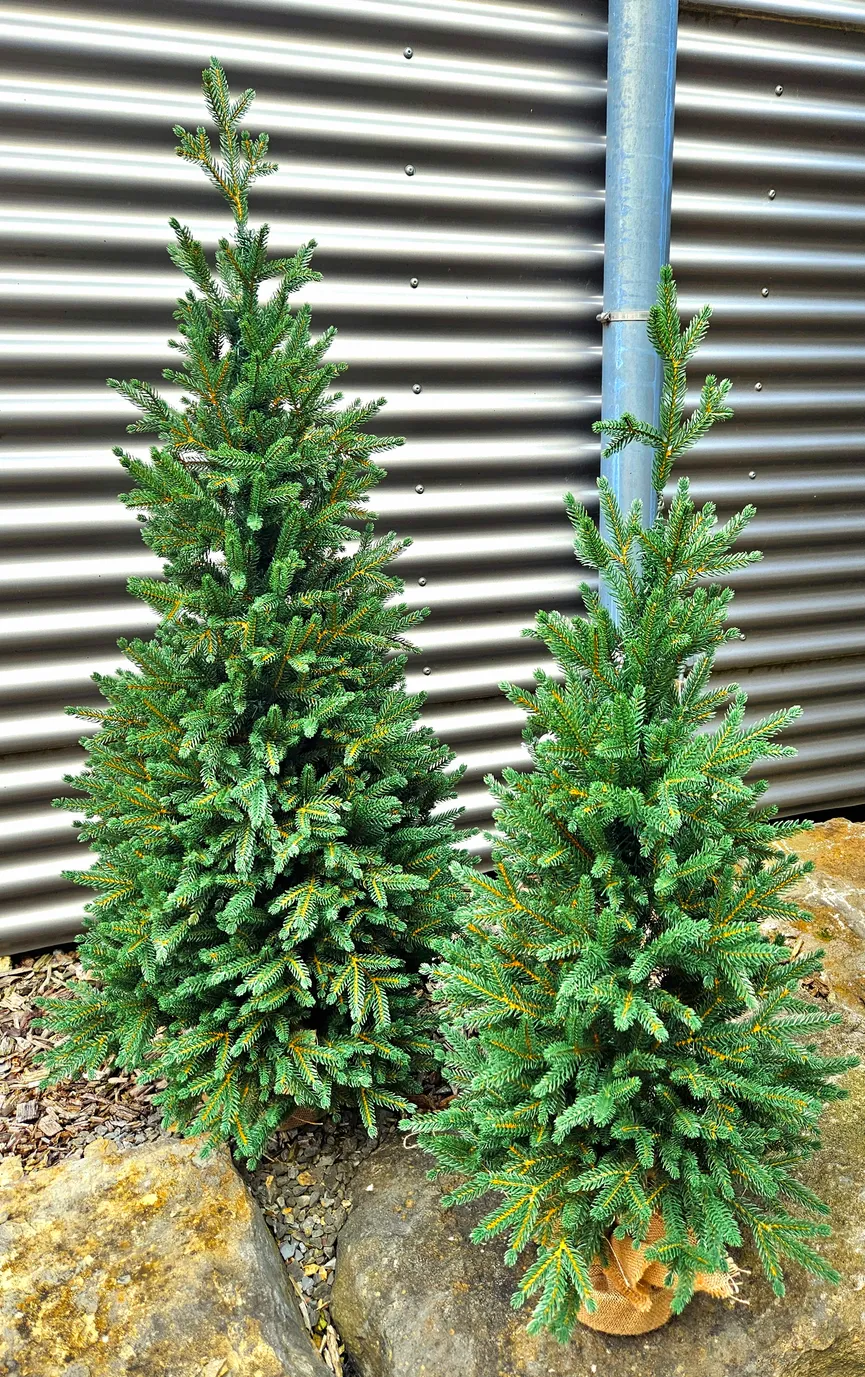 Zwergfichte M milieu