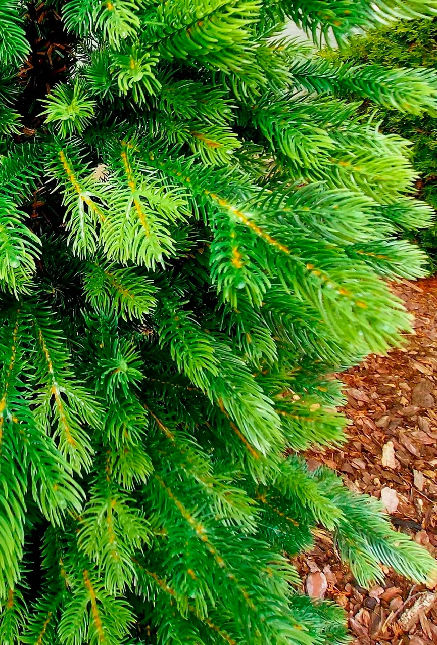 Tannenbaum M detail