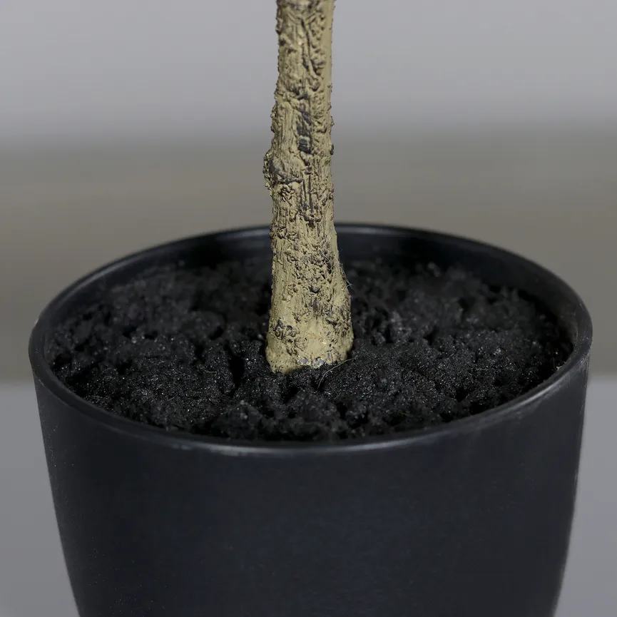 Mandarinenbaum detail