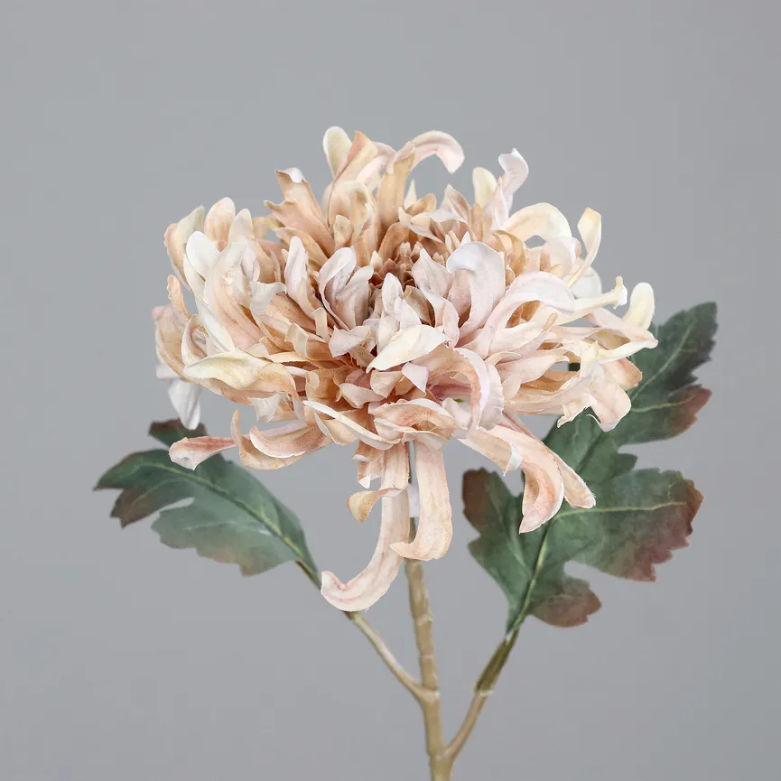 Chrysantheme dunkelcreme hauptaufnahme