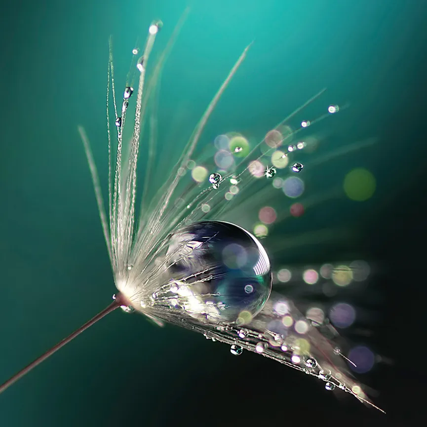 Blumen Macroturquoise dreams hauptaufnahme