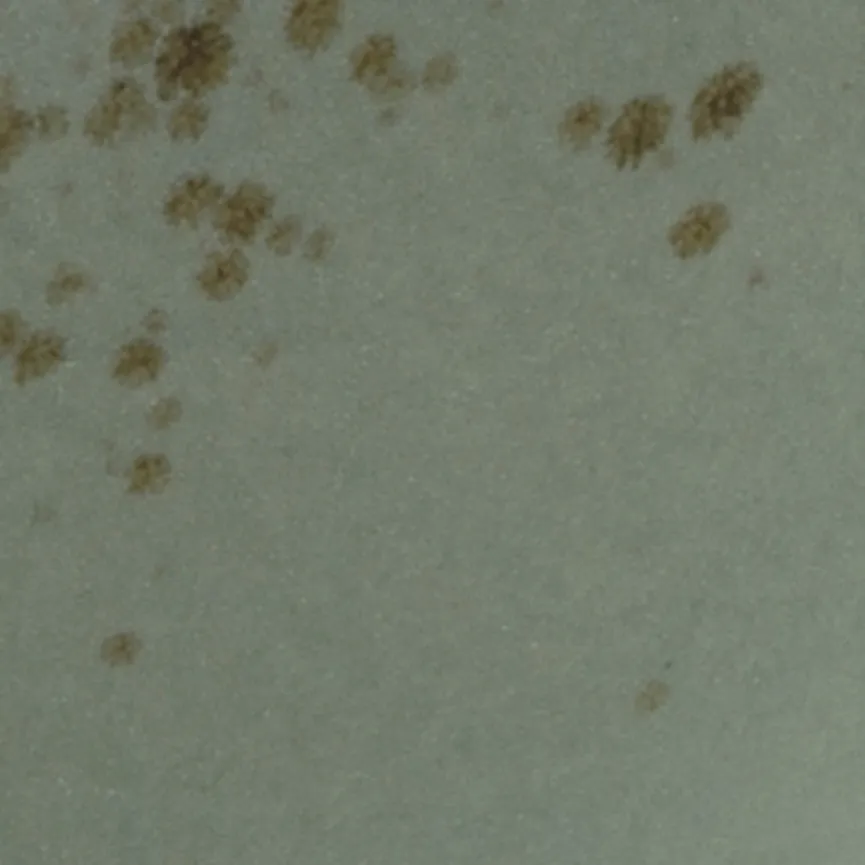 Buddha Bowl material_farbe