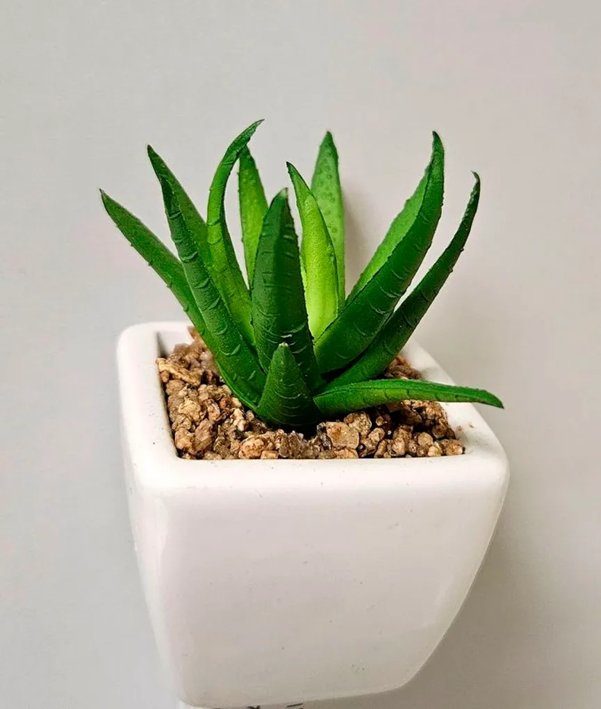 Miniagave grün milieu