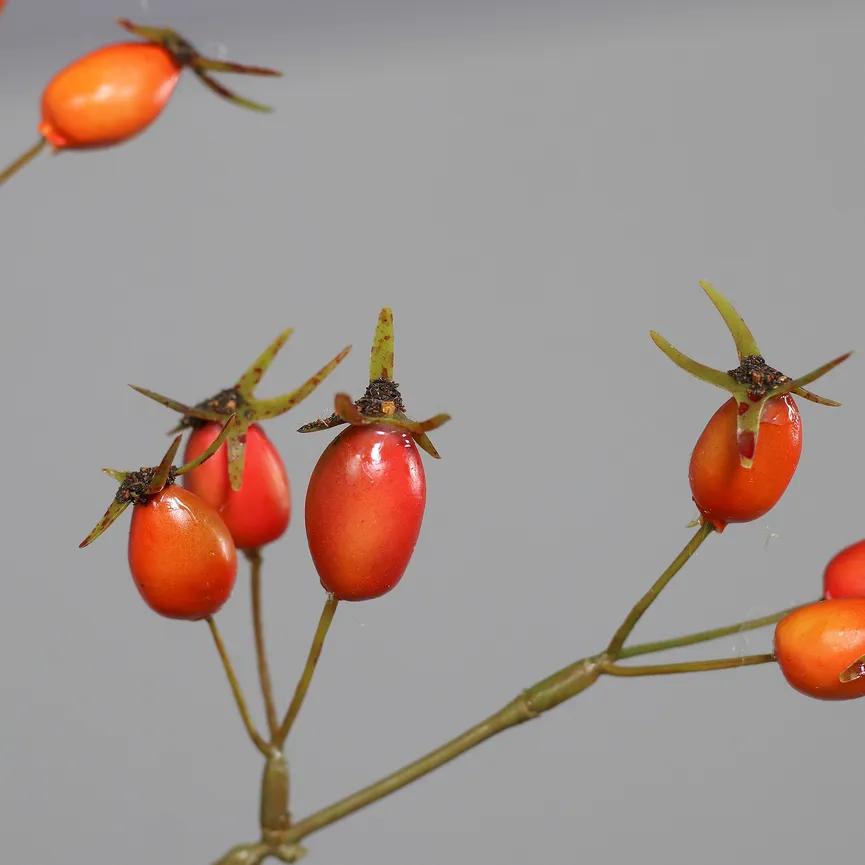Hagebuttenzweig orange detail