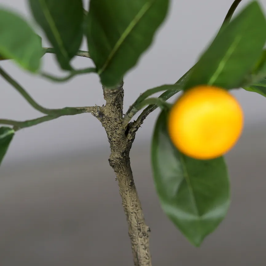 Mandarinenbaum detail