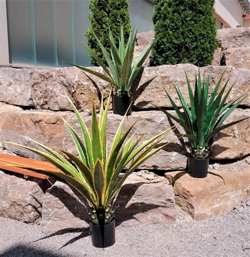 Agave L grün-gelb hauptaufnahme