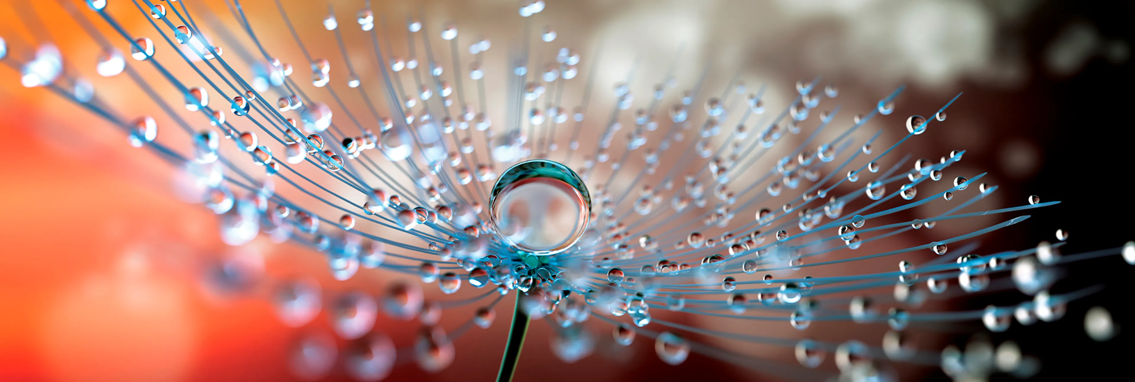 Glasbild 98 x 33 cm Soft Dandelion
