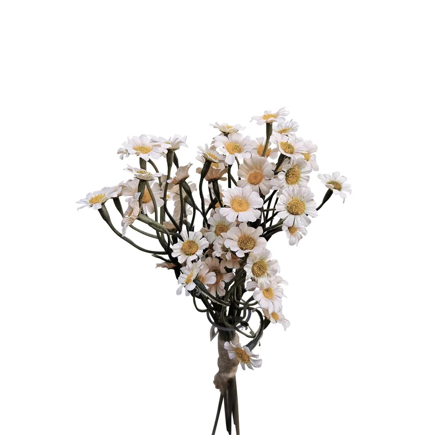Mini-Chrysanthemenbund hauptaufnahme