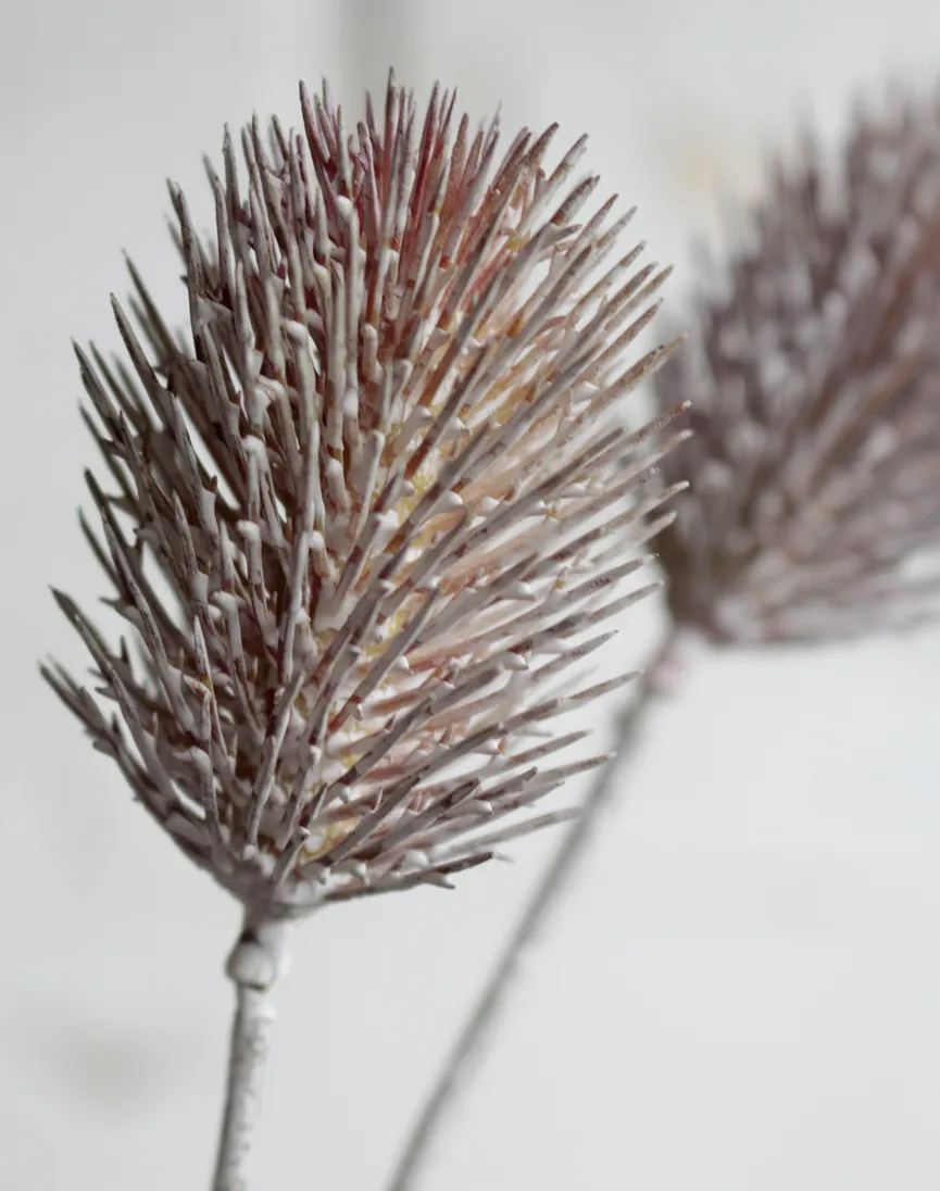 Distel grau detail