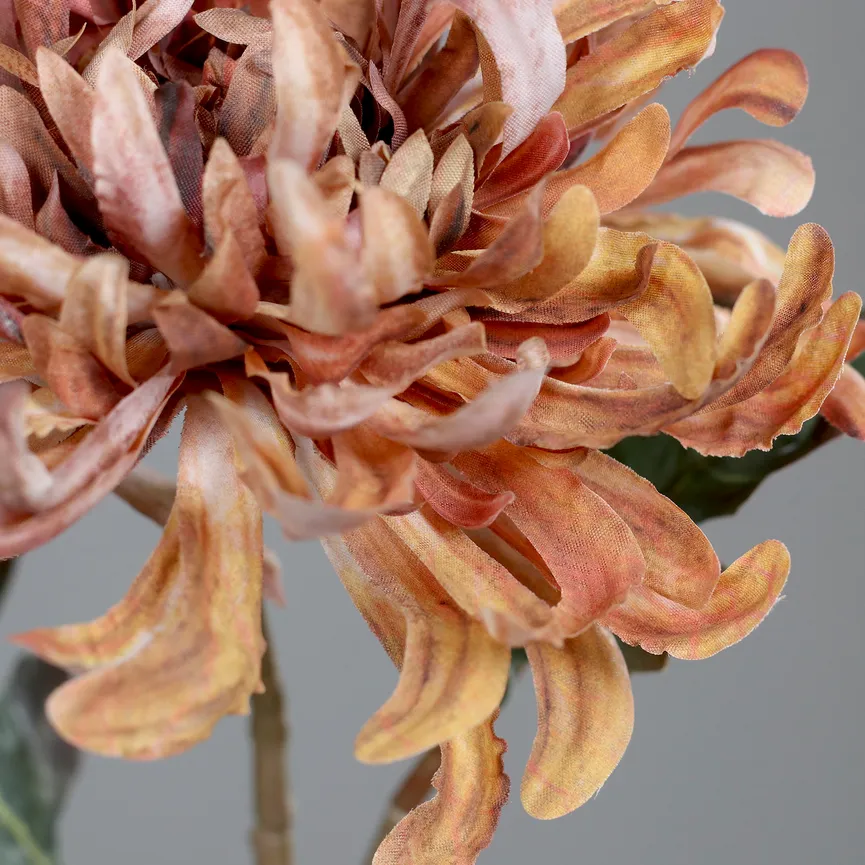 Chrysantheme honig detail