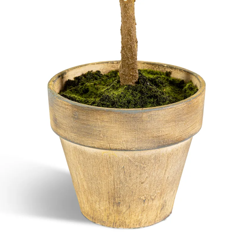 Tannenbaun "Nordmann" detail