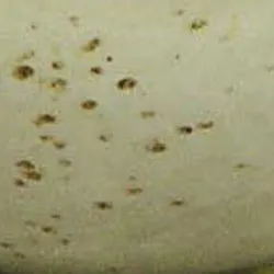 Beige material_farbe