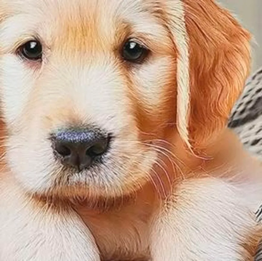 Kissen gef. Buddy material_farbe