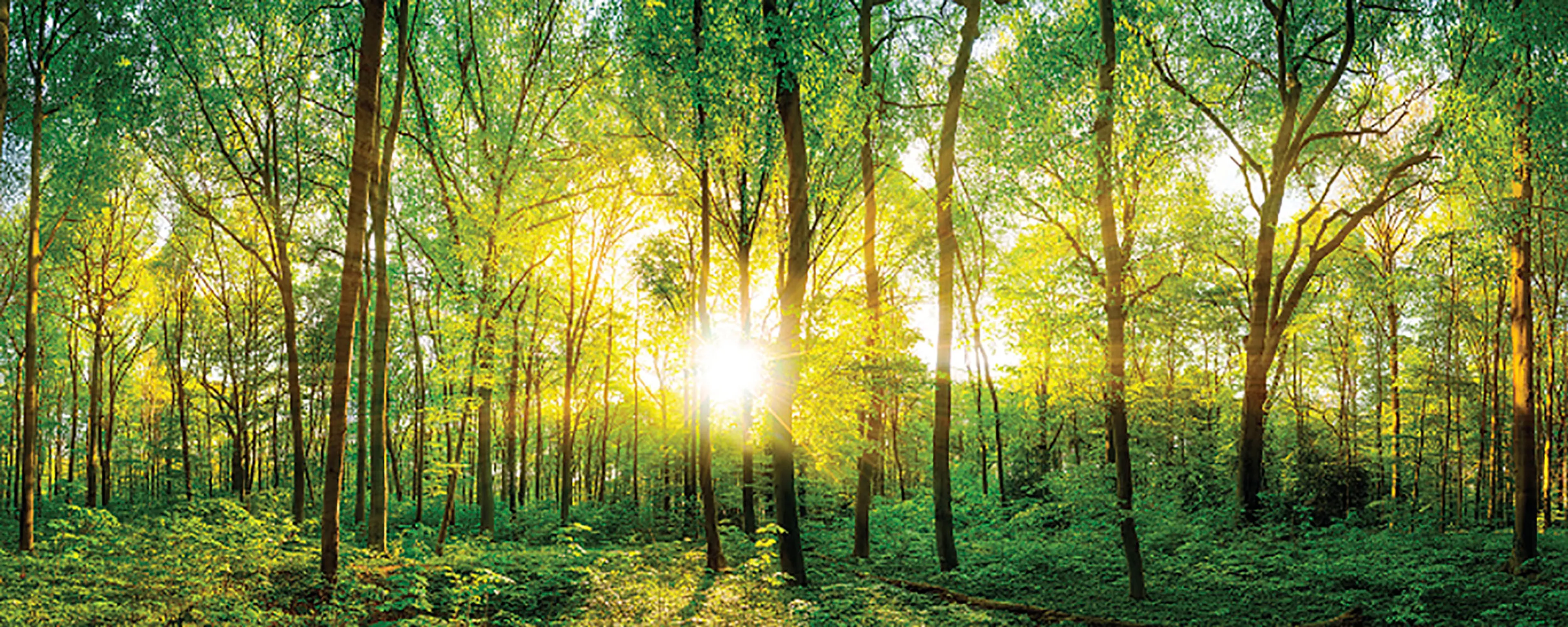 Glasbild 125 x 50 cm Sunlight Forest I