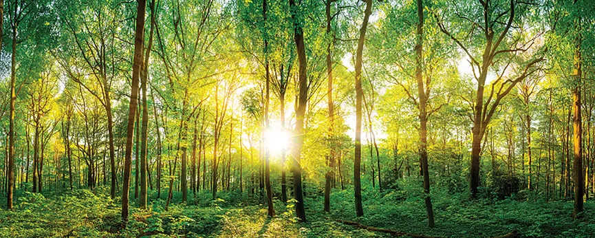 Landschaft Wald grünSunlight f hauptaufnahme