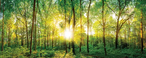 Glasbild 125 x 50 cm