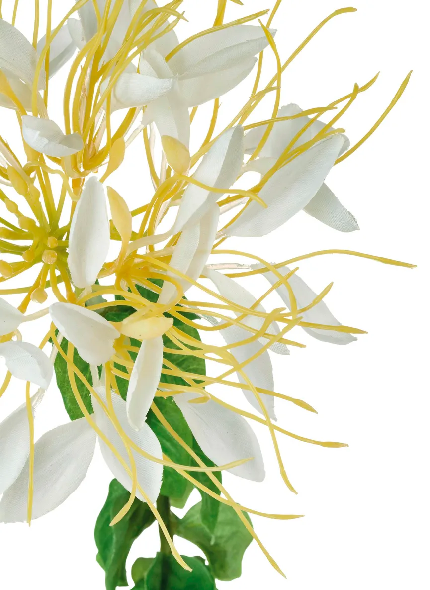 Spinnenblume creme-weiß detail