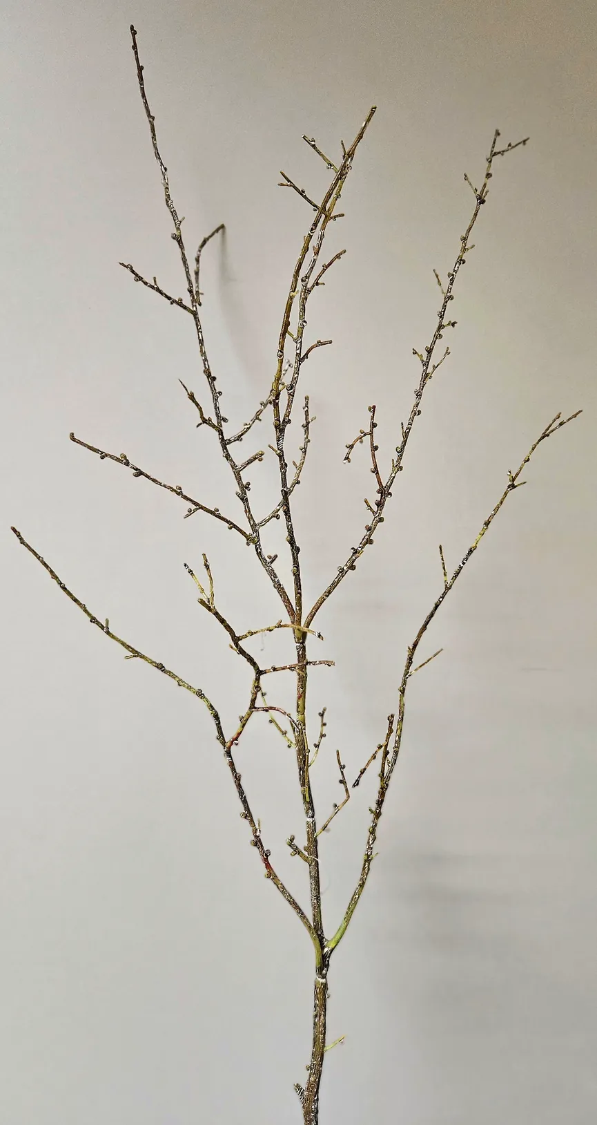 Lärchenzweigzweig "Winter" milieu