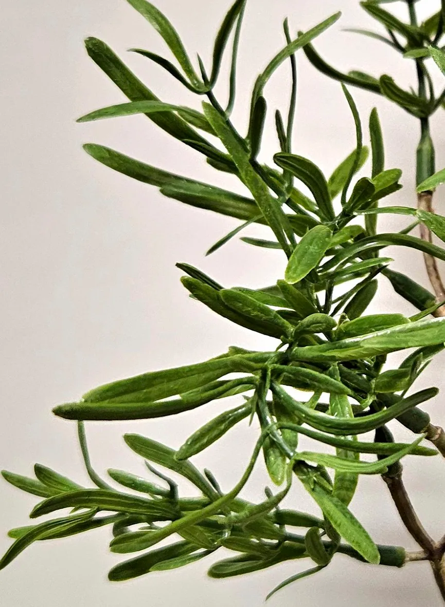 Rosmarinzweig grün detail