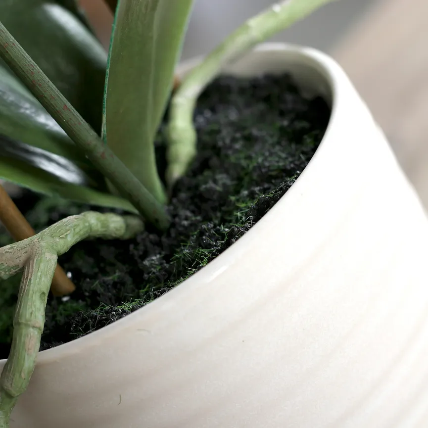 Orchidee creme detail
