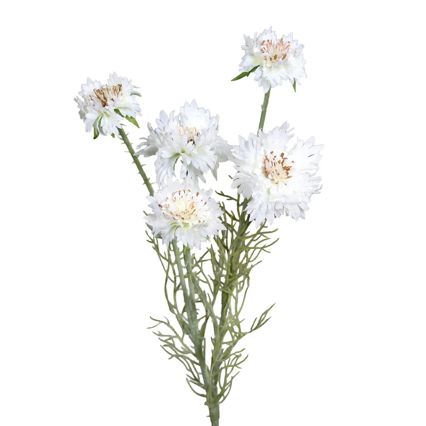 Kornblume creme hauptaufnahme