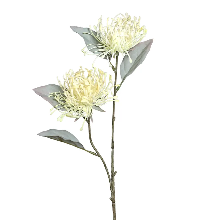 Protea creme hauptaufnahme