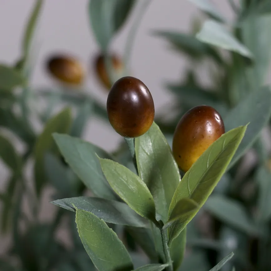 Olivenbaum grün detail