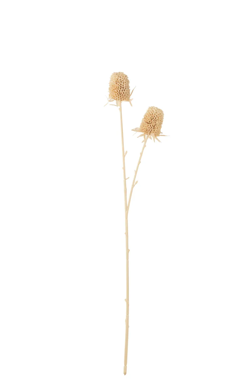 Tagetes creme-weiß hauptaufnahme