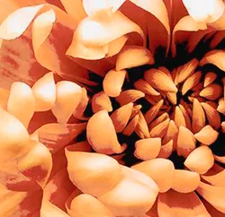 Orange material_farbe