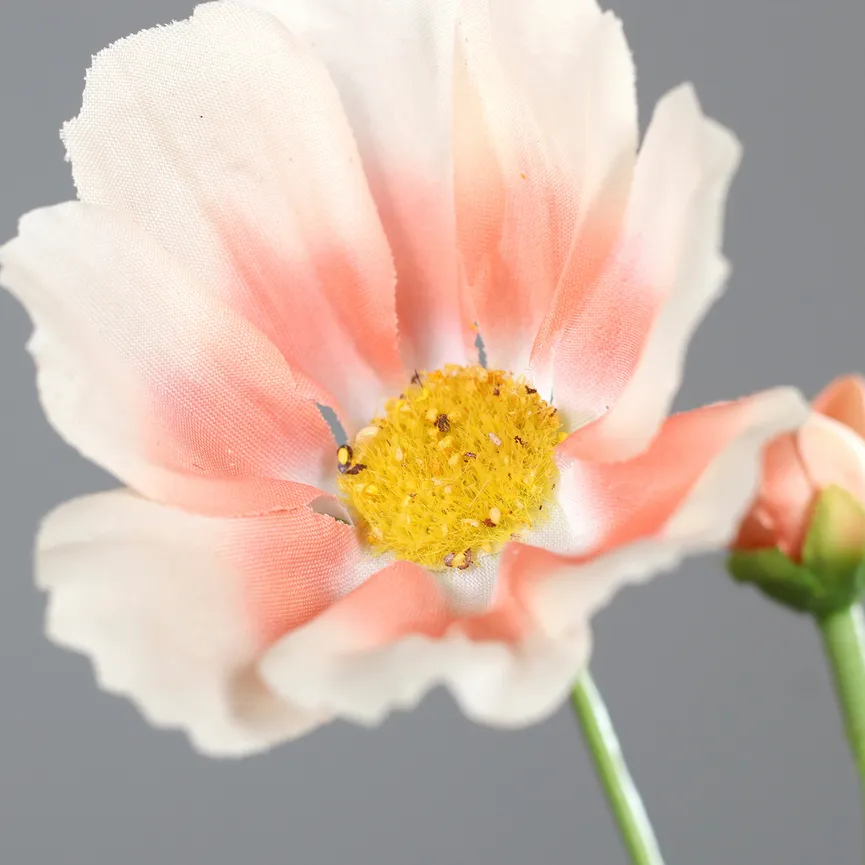 Cosmea apricot detail
