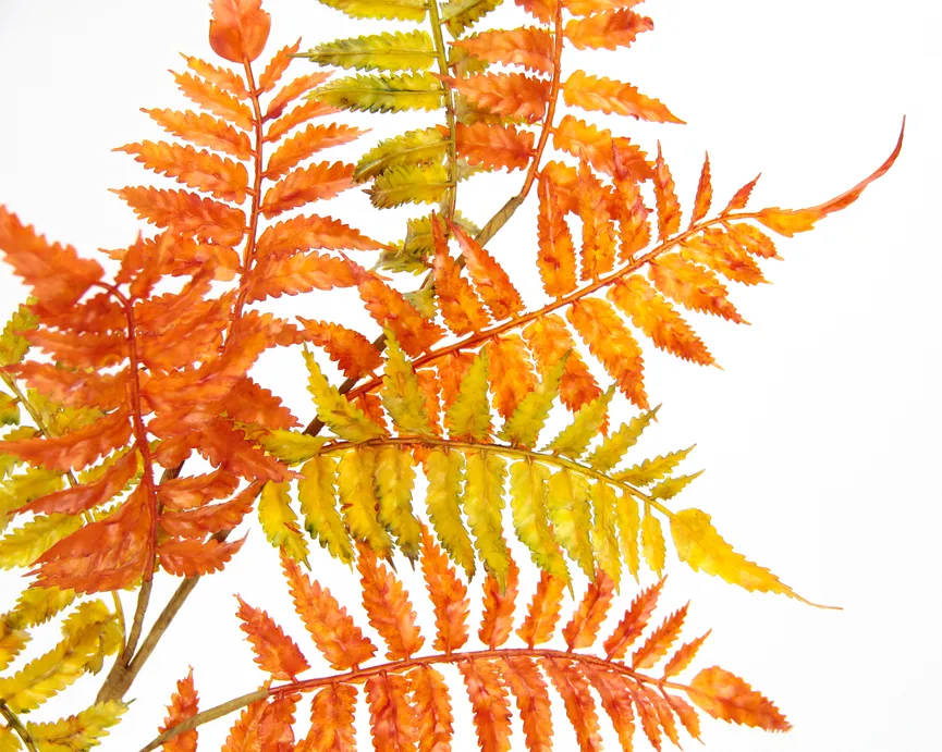 Farnzweig gelb-orange detail