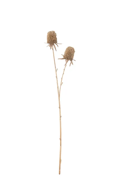 Kunstblume