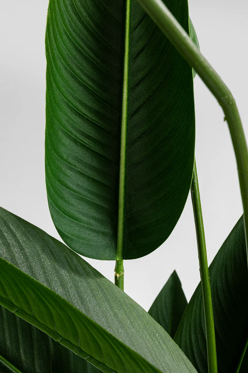 Deko Pflanze detail