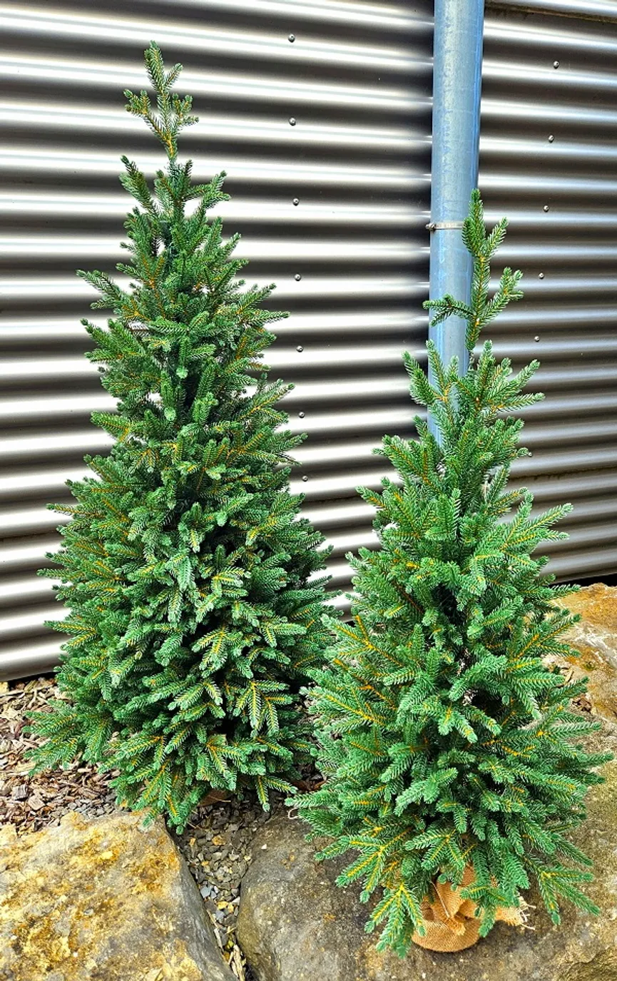 Zwergfichte S milieu