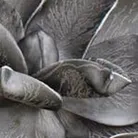 material_farbe