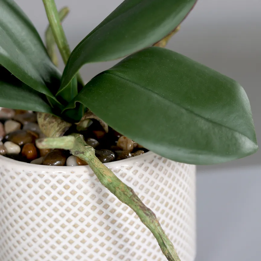 Orchidee creme detail