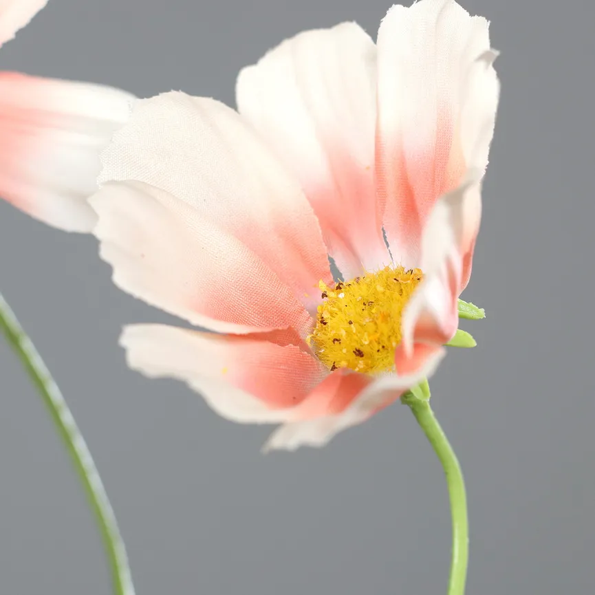 Cosmea apricot detail