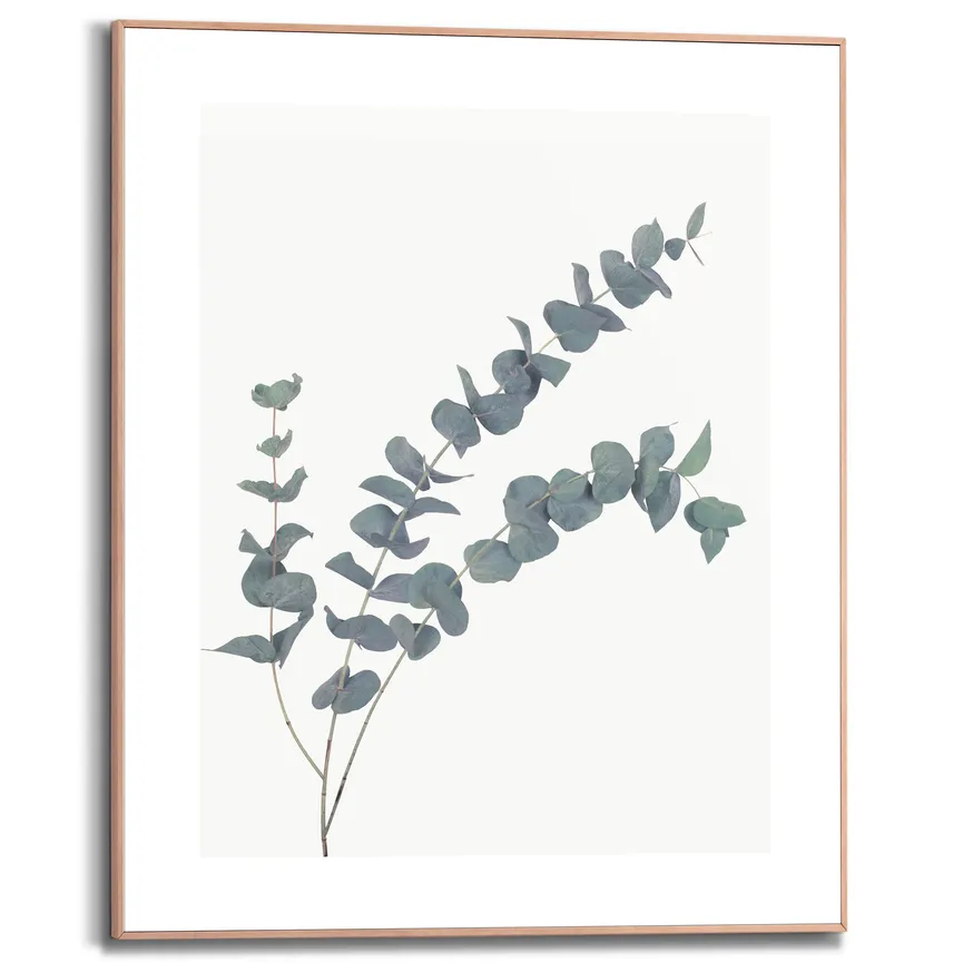 Bild gerahmt "Eucalyptus" hauptaufnahme
