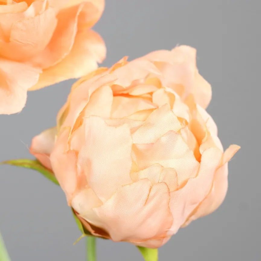 Päonie apricot detail