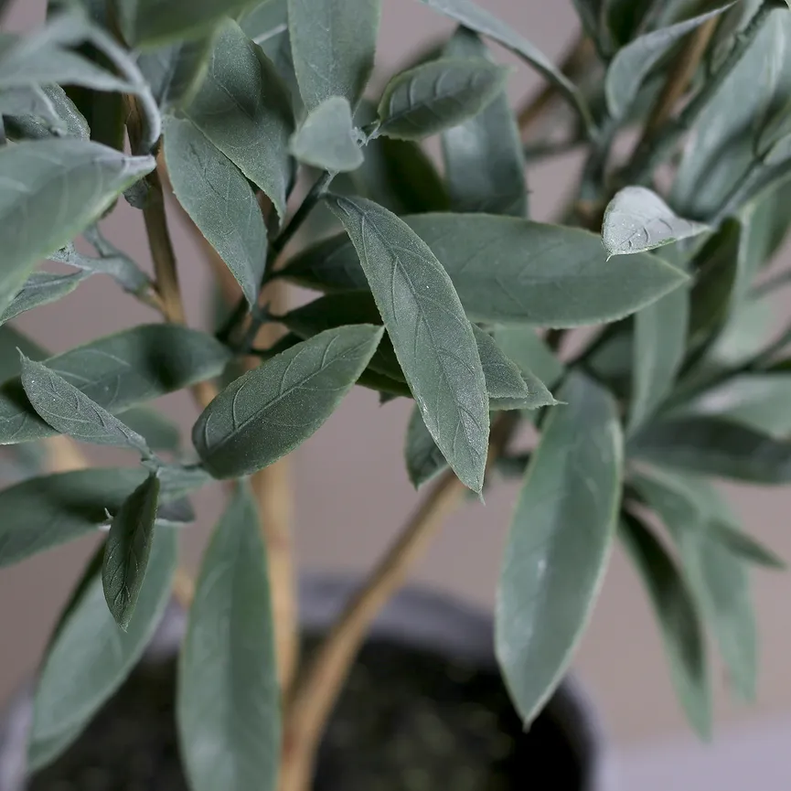 Olivenbaum grün detail
