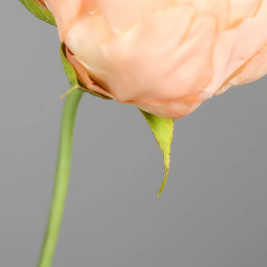 Päonie apricot detail