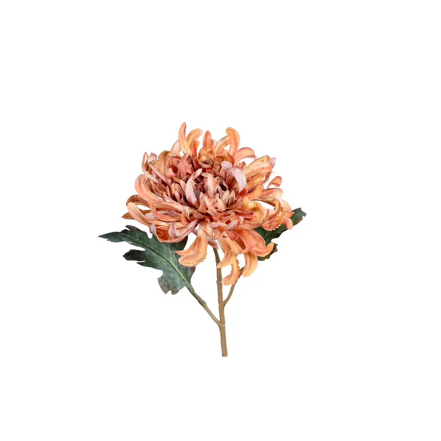 Chrysantheme honig hauptaufnahme