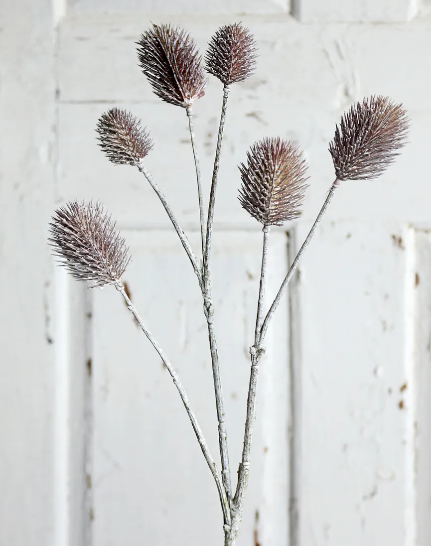 Distel grau milieu