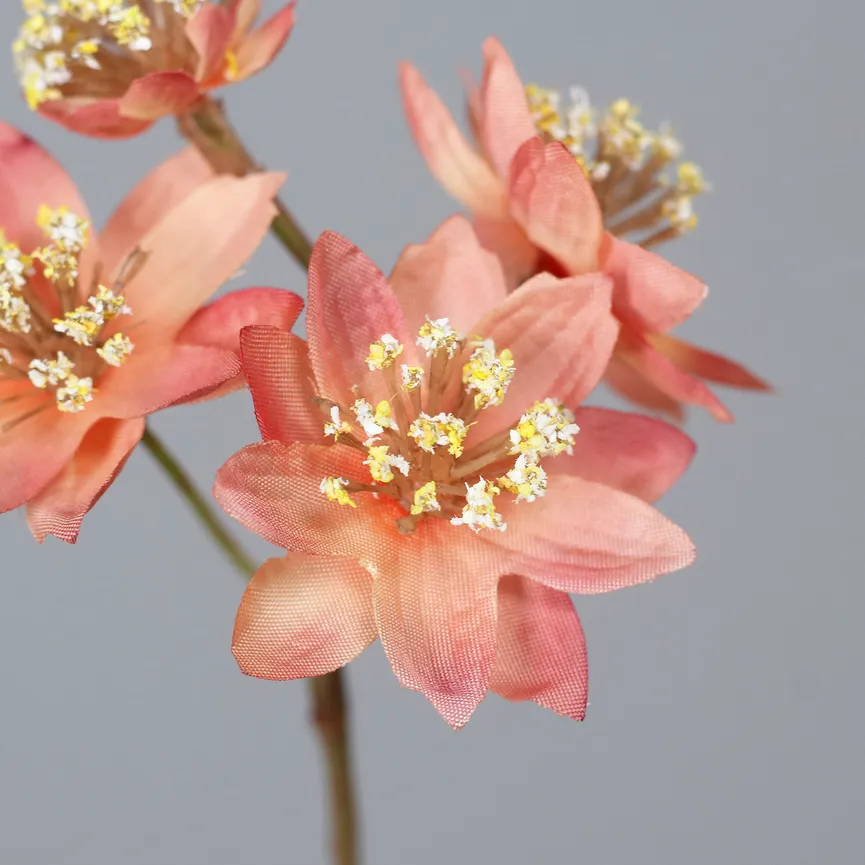 Astrantia apricot material_farbe