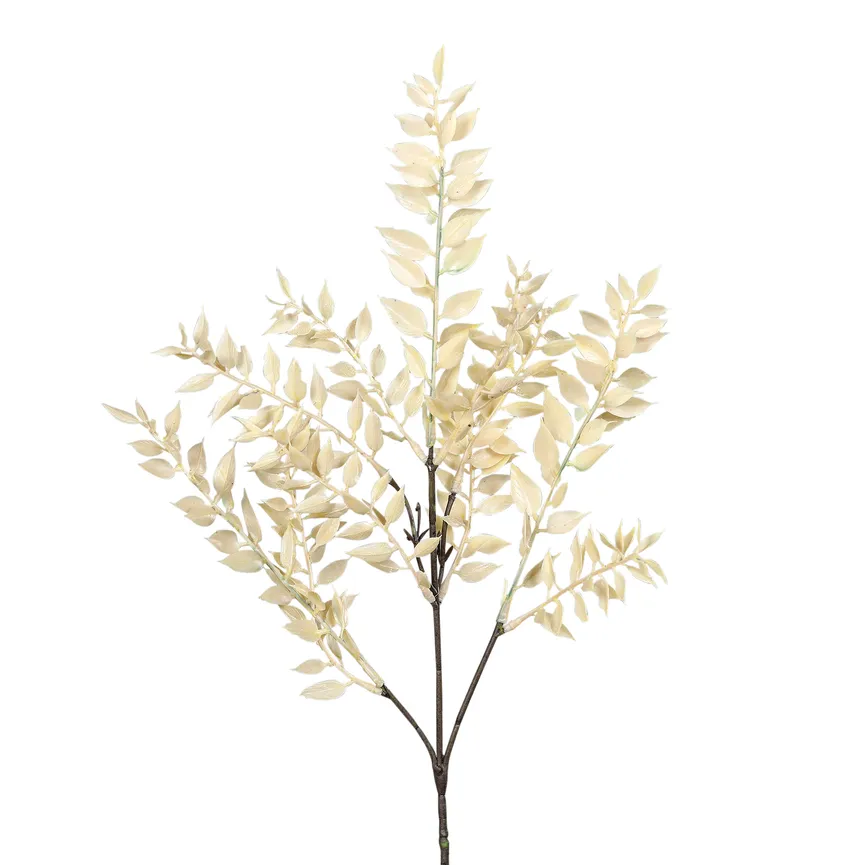 Ruscus Zweig creme hauptaufnahme