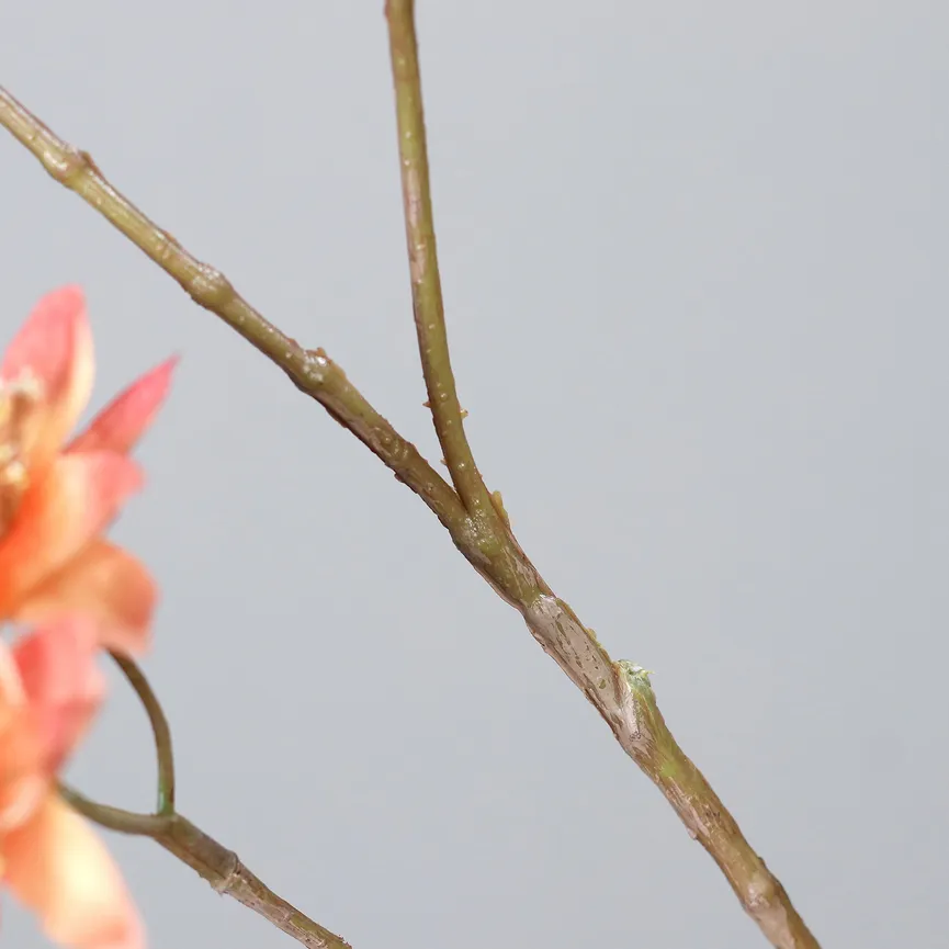 Astrantia apricot detail